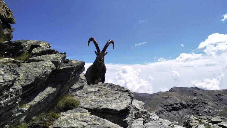 La fauna minacciata da uomo e specie aliene