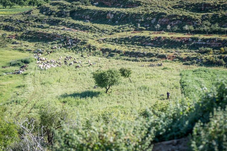 Consiglio ecumenico: «Non isolare la Cisgiordania»